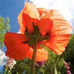 Image: Third image from the photoset 'escher blummen (lxiii)'.