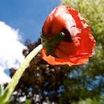 Image: Fourth image from the photoset 'escher blummen (lxiii)'.