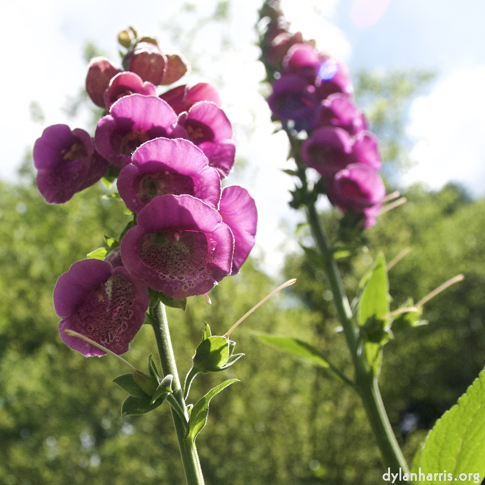 image: This is ‘
escher blummen (lxiv) 1
’.