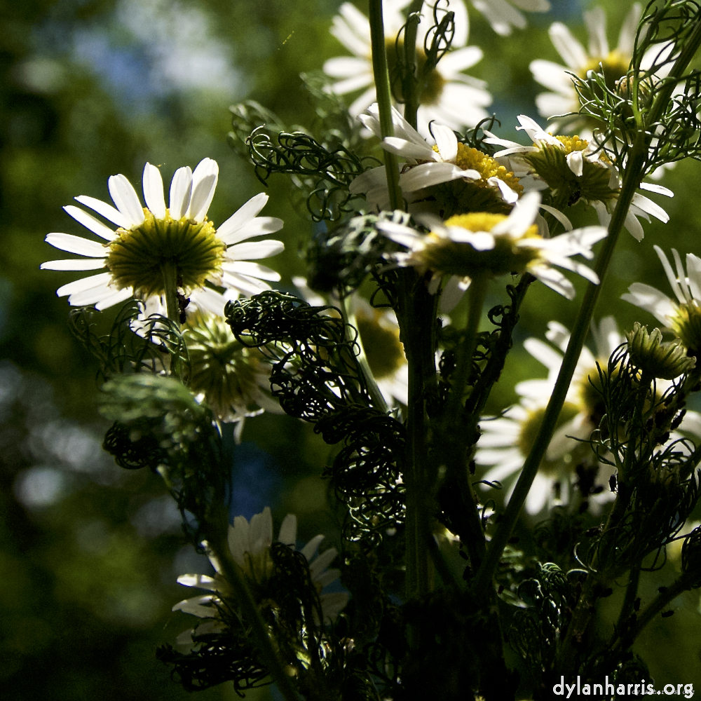 image: This is ‘
escher blummen (lxiv) 2
’.