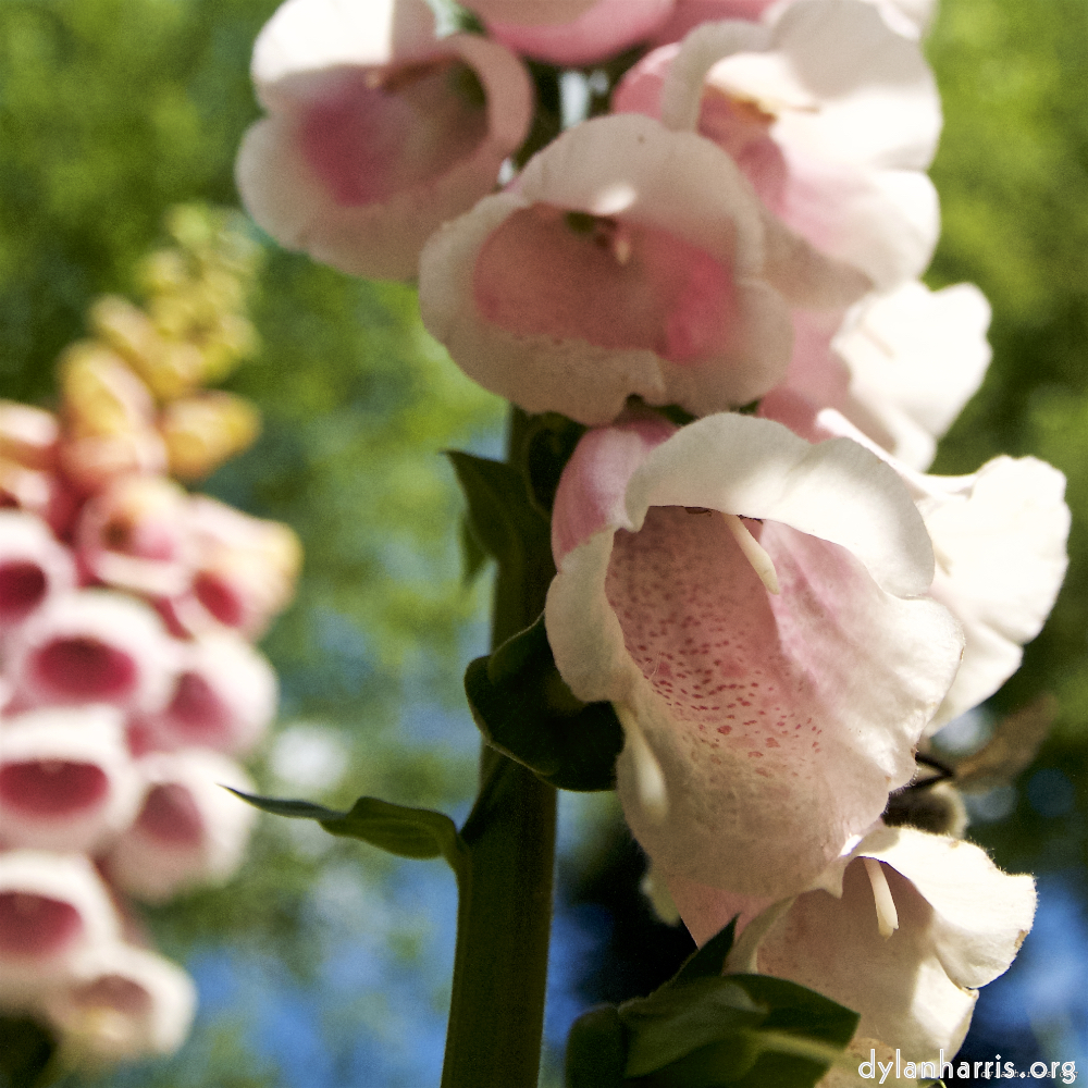 image: This is ‘
escher blummen (lxiv) 3
’.