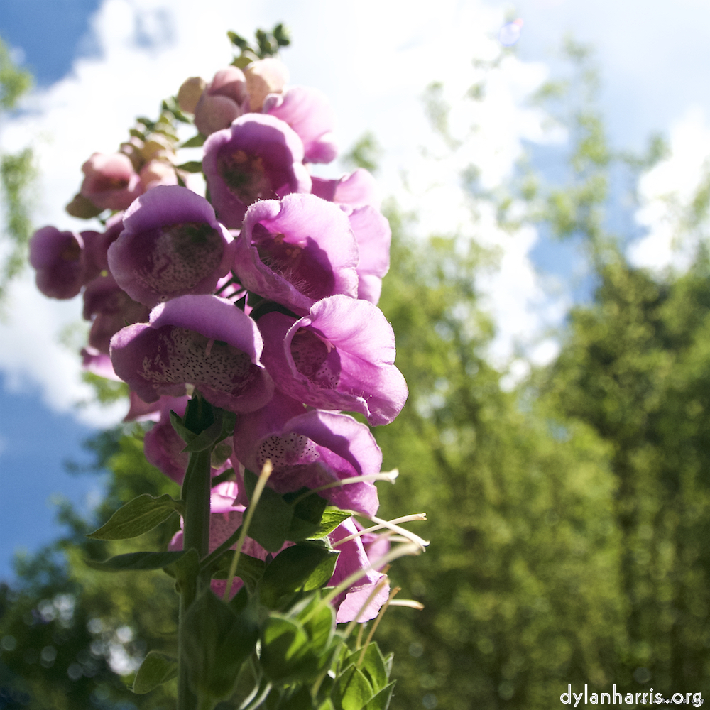 image: This is ‘
escher blummen (lxiv) 5
’.