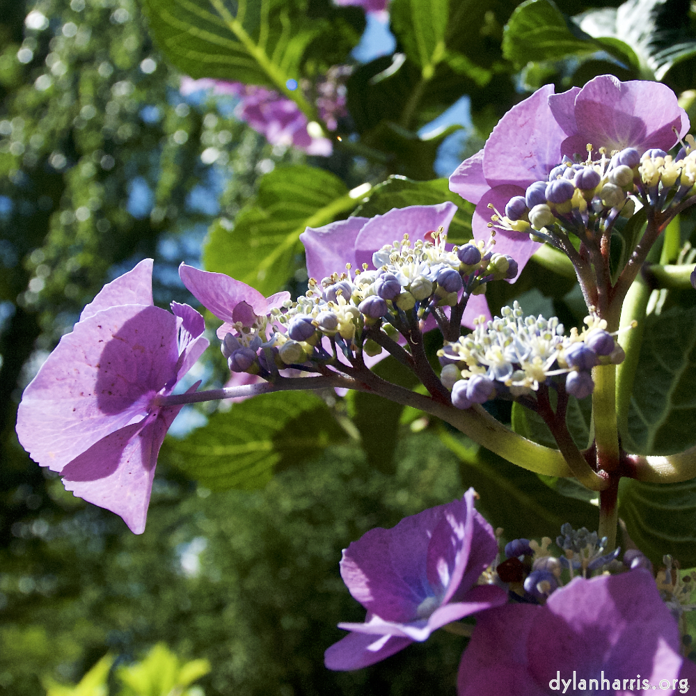 image: This is ‘
escher blummen (lxiv) 7
’.