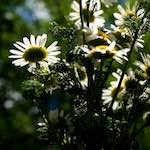 image: Image from the photoset ‘
escher blummen (lxiv)
’.