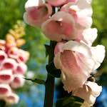 image: Image from the photoset ‘
escher blummen (lxiv)
’.