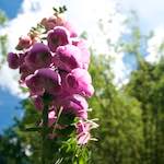 image: Image from the photoset ‘
escher blummen (lxiv)
’.