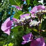 image: Image from the photoset ‘
escher blummen (lxiv)
’.