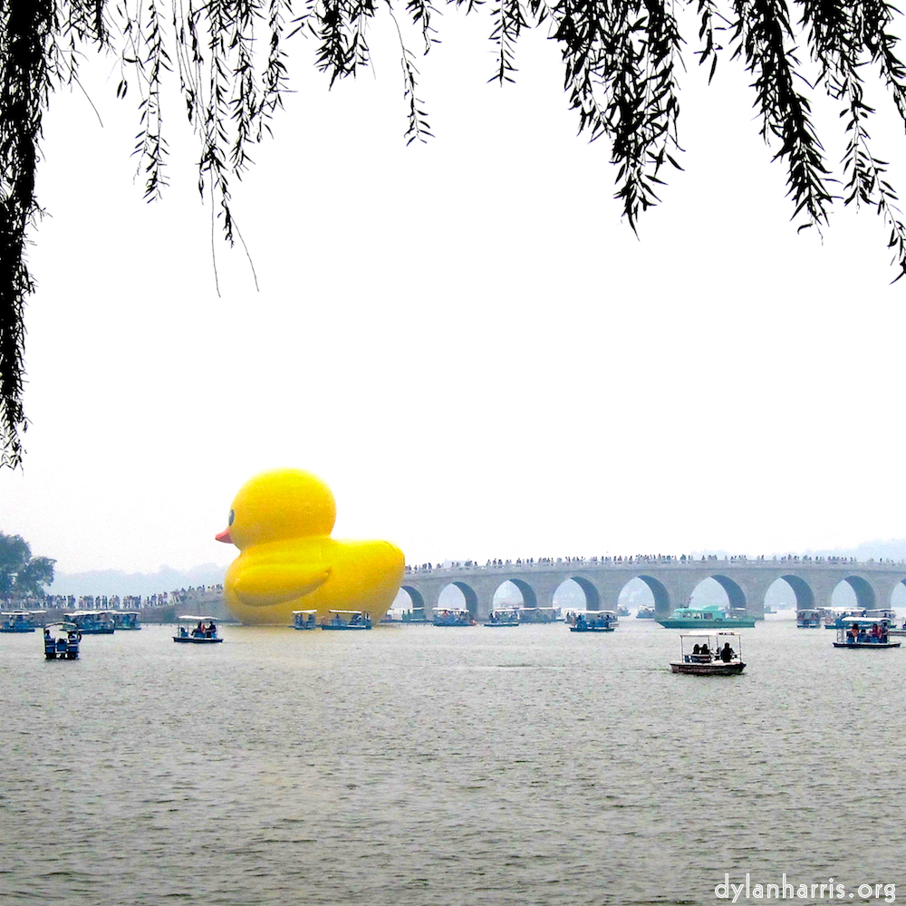 image: floating duck