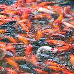 image: Image from the photoset ‘
summer palace (i)
’.