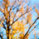 Image: First image from the photoset 'parc (xxxiv)'.