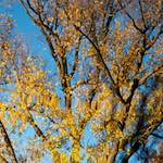 Image: Third image from the photoset 'parc (xxxiv)'.