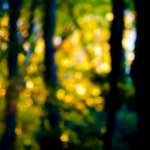 Image: Sixth image from the photoset 'parc (xxxiv)'.