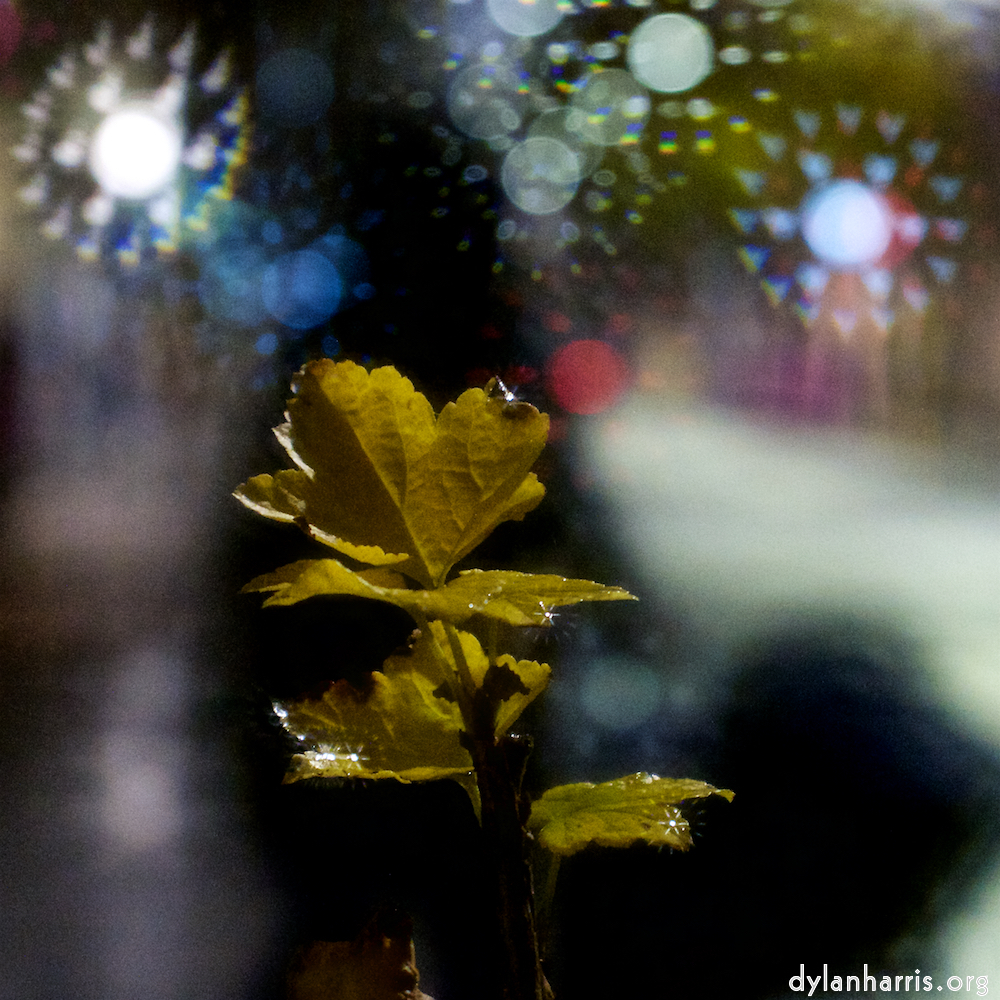 image: Image 'esch–sur–alzette (xxx) 4', at Place de la Résistance, a doe realises I’ve no treats.