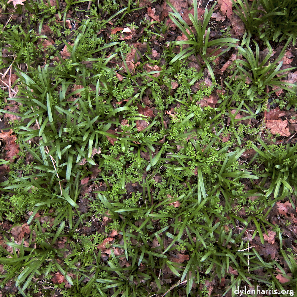 Image 'swineshead (vi) 2'.