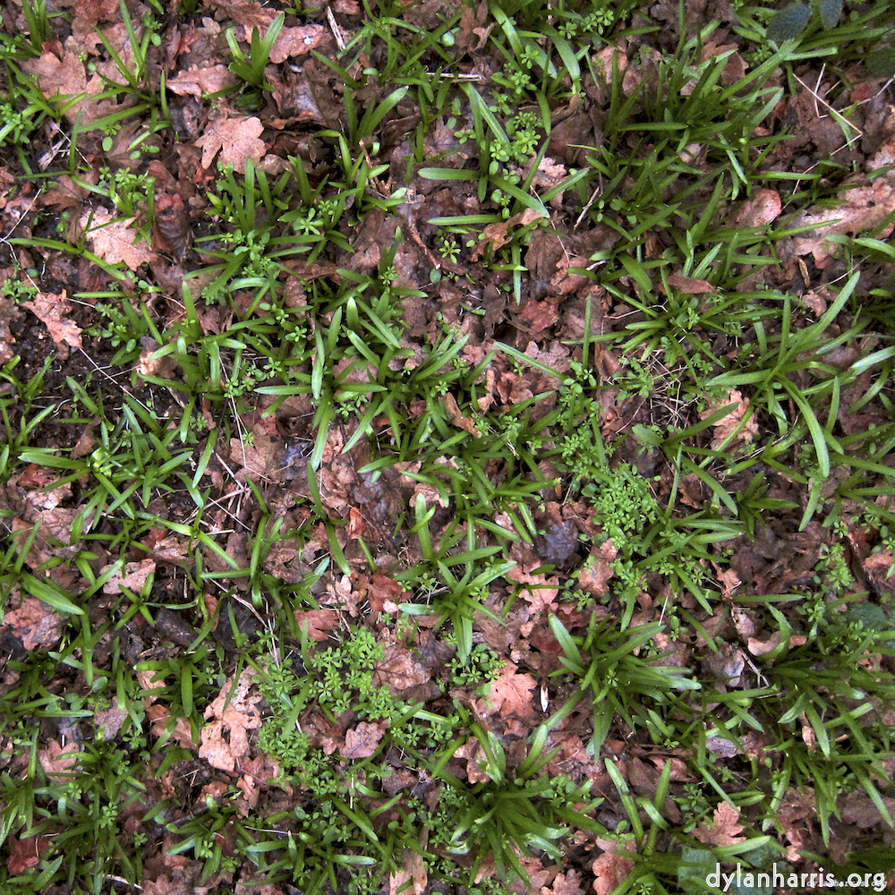 Image 'swineshead (vi) 3'.