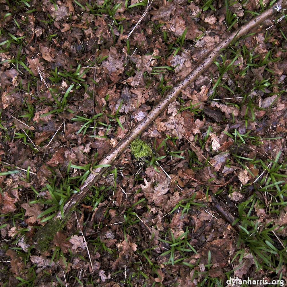 Image 'swineshead (vi) 4'.