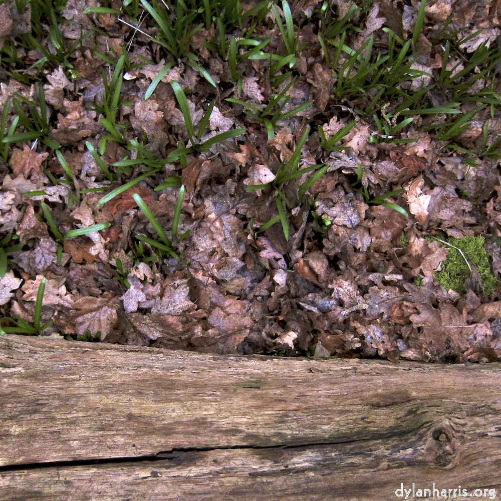 Image 'swineshead (vi) 6'.