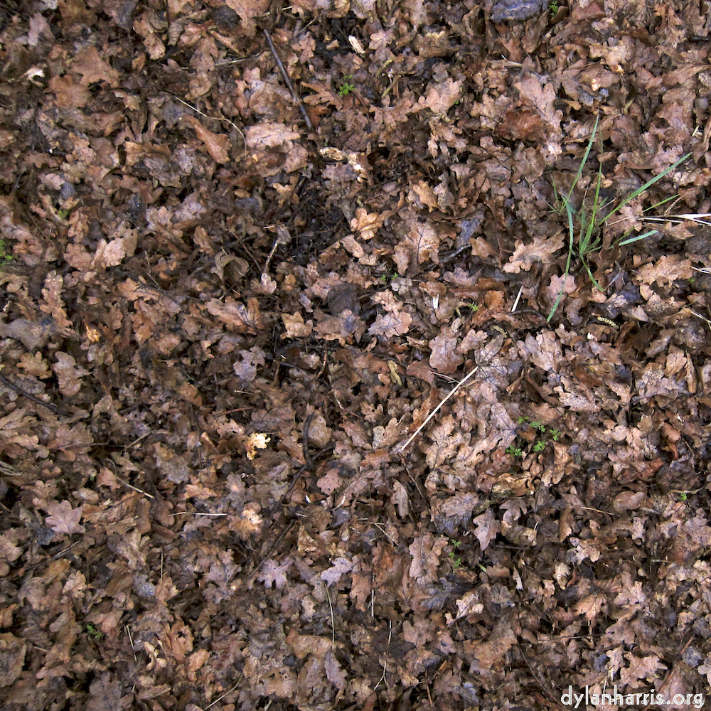 Image 'swineshead (vi) 7'.