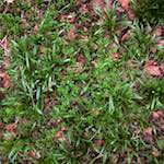 Second image from the photoset 'swineshead (vi) — buster’s vanished'.