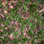 Third image from the photoset 'swineshead (vi) — buster’s vanished'.