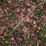 Fourth image from the photoset 'swineshead (vi) — buster’s vanished'.