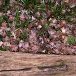 Sixth image from the photoset 'swineshead (vi) — buster’s vanished'.