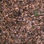 Seventh image from the photoset 'swineshead (vi) — buster’s vanished'.