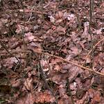 Eighth image from the photoset 'swineshead (vi) — buster’s vanished'.