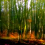 image: Image from the photoset ‘
terres rouges (x)
’.