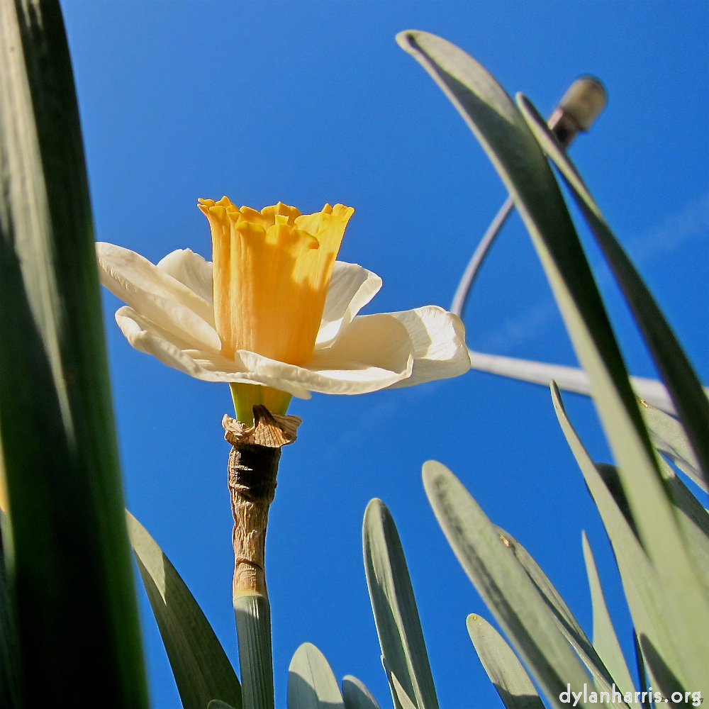 Image: Image 'escher blummen (xxxviii) 1'.