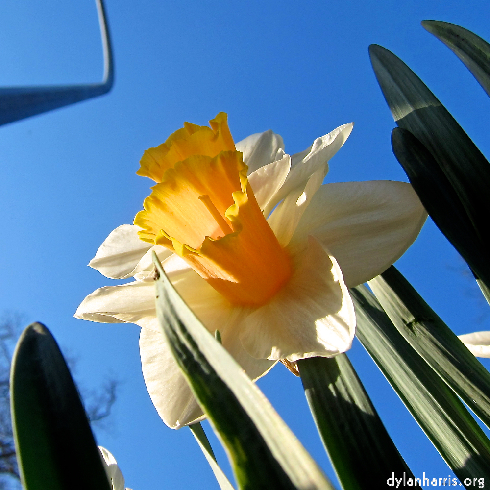 Image: Image 'escher blummen (xxxviii) 4'.