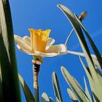 Image: First image from the photoset 'escher blummen (xxxviii)'.