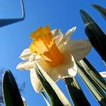 Image: Fourth image from the photoset 'escher blummen (xxxviii)'.