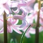 image: Image from the photoset ‘
parc (xxiv)
’.