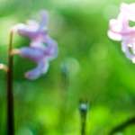 image: Image from the photoset ‘
parc (xxiv)
’.