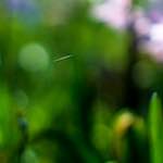 image: Image from the photoset ‘
parc (xxiv)
’.