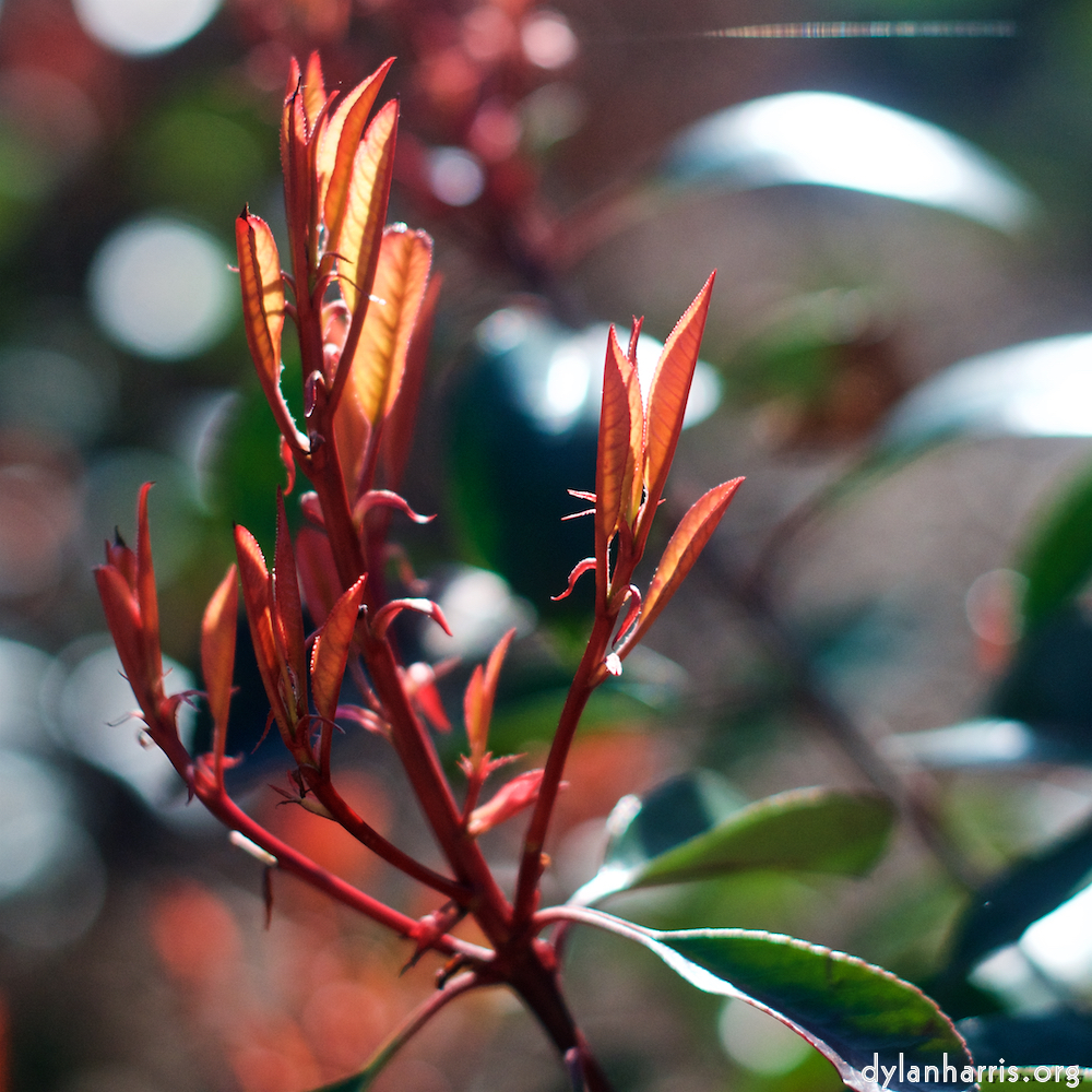 Image: Image 'parc (xxv) 2'.