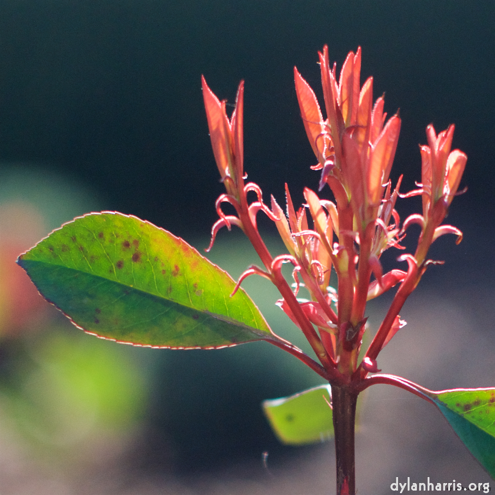 Image: Image 'parc (xxv) 6'.