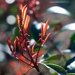 Image: Second image from the photoset 'parc (xxv)'.