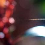 Image: Third image from the photoset 'parc (xxv)'.