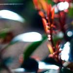 Image: Fourth image from the photoset 'parc (xxv)'.