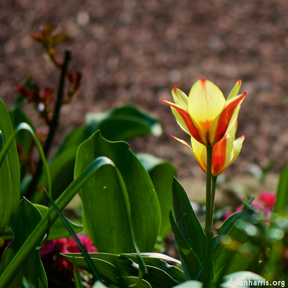 image: Voici ‘fleurs d’esch (cxxi) 1’.