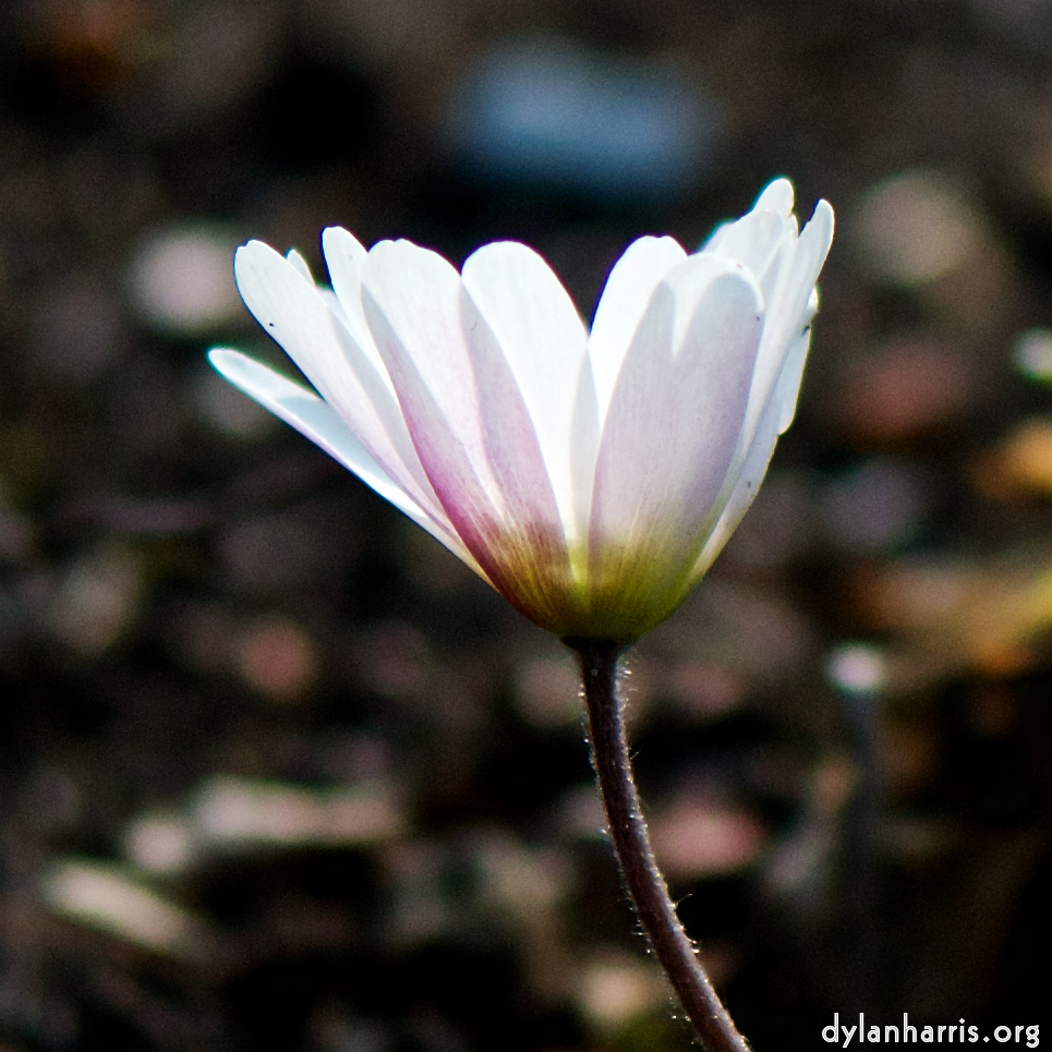 image: Voici ‘fleurs d’esch (cxxi) 2’.