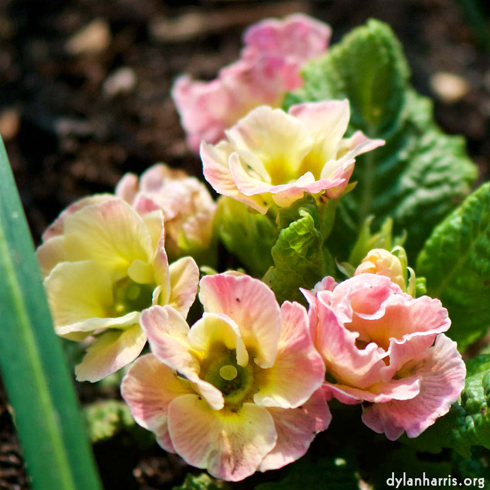 image: Voici ‘fleurs d’esch (cxxi) 3’.