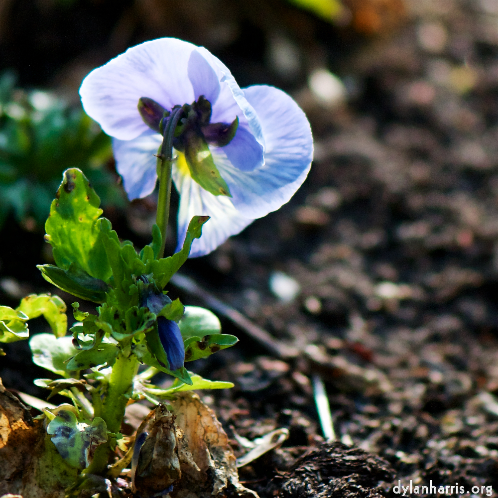 image: Voici ‘fleurs d’esch (cxxi) 4’.