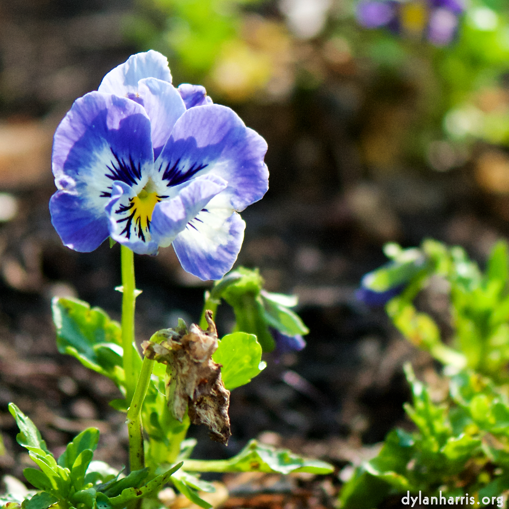 image: Voici ‘fleurs d’esch (cxxi) 6’.