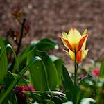 image: Image du photoset ‘fleurs d’esch (cxxi)’.