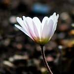 image: Image du photoset ‘fleurs d’esch (cxxi)’.