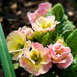 image: Image du photoset ‘fleurs d’esch (cxxi)’.