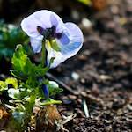 image: Image du photoset ‘fleurs d’esch (cxxi)’.